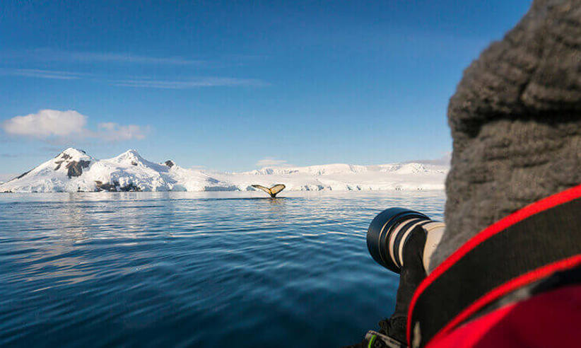 Plancius Antarctica 
