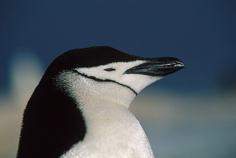 chinstrap penguin antarctica