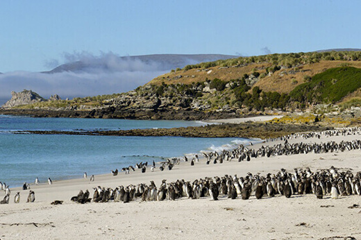 Magellanic Penguins, Falkland Islands.jpeg