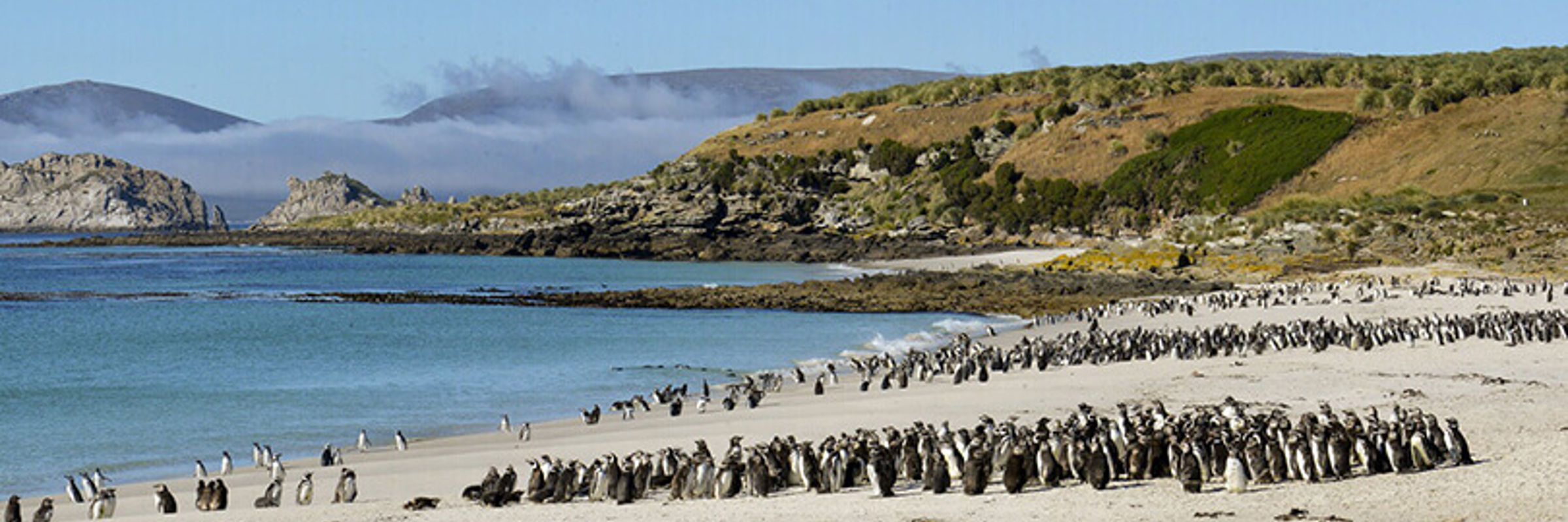 Magellanic Penguins, Falkland Islands.jpeg
