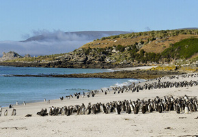Magellanic Penguins, Falkland Islands.jpeg