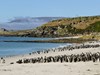 Magellanic Penguins, Falkland Islands.jpeg