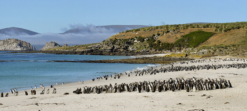 Penguins Falkland Islands