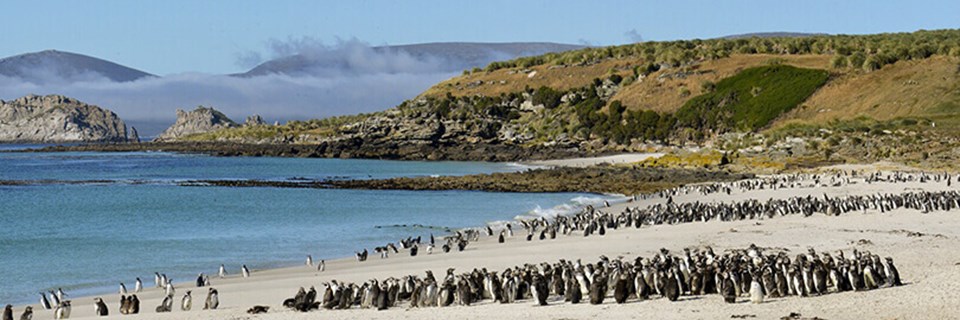 Magellanic Penguins, Falkland Islands.jpeg