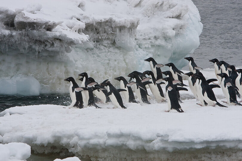 Group of Adélie penguins ready to take a plunge.jpeg