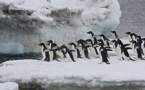 Group of Adélie penguins ready to take a plunge.jpeg