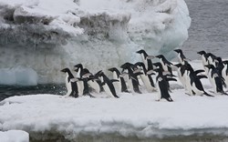 Group of Adélie penguins ready to take a plunge.jpeg