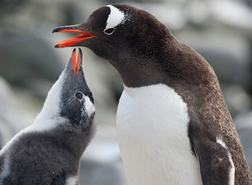 Plancius Antarctica cruise