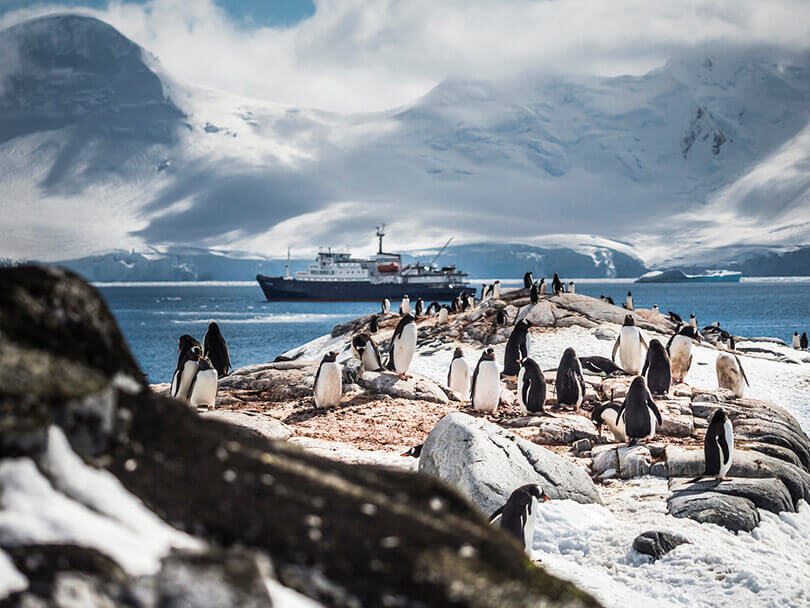 Gentoo penguins antarctica cruise