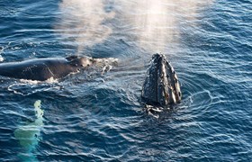 Baleine parc national de Machalilla