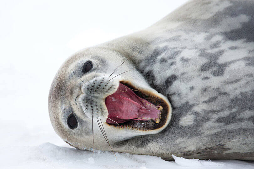 Silver Explorer antarctica cruise