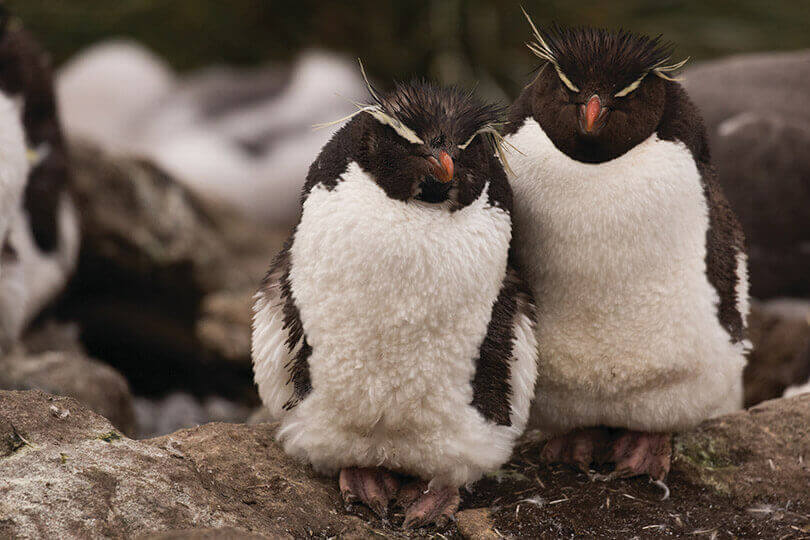 Silver Explorer Antarctica Falkland Cruise
