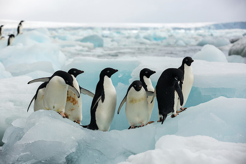 Silver Explorer Antarctica Cruise