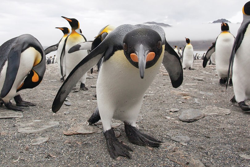 South Georgia King Penguins, Antarctica Cruise