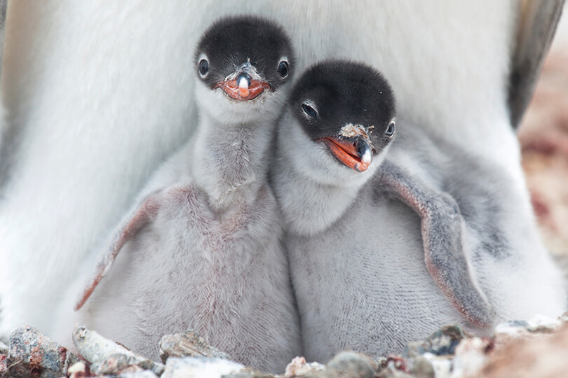 Gentoo Penguins Antarctica