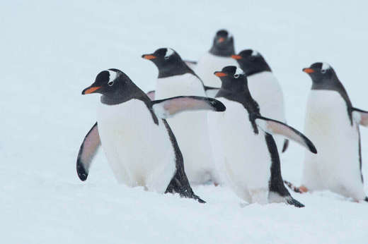 Antarctica Air Cruises (2).jpg
