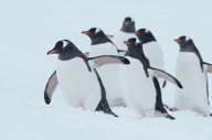 Antarctica Air Cruises (2).jpg