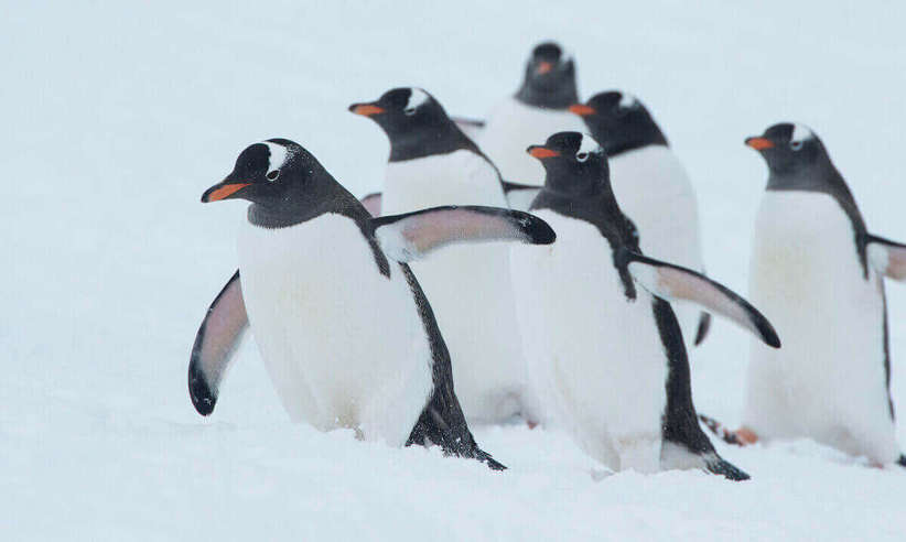 Antarctica Air Cruises (2).jpg