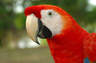 Scarlet Macaw
