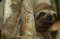 Aria Amazon - amazing wildlife awaits