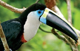 Oiseau Forêt Amazonienne