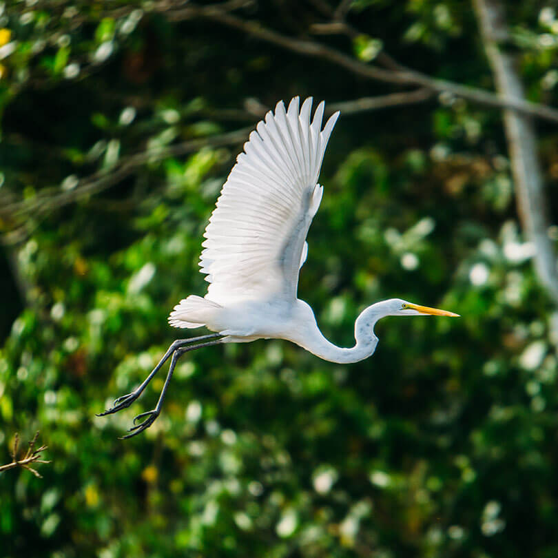 New 8-2016 Great Egret 2 - High Resolution.jpg