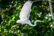 New 8-2016 Great Egret 2 - High Resolution.jpg