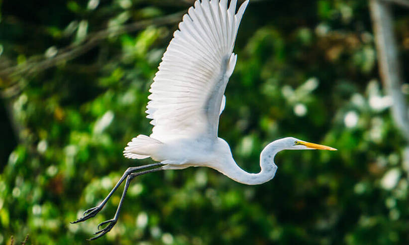 New 8-2016 Great Egret 2 - High Resolution.jpg