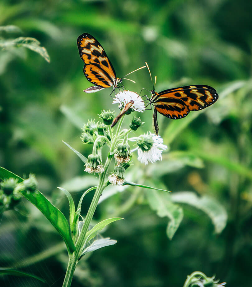 New 8-2016  Butterflies - High Resolution.jpg