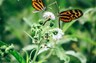 New 8-2016  Butterflies - High Resolution.jpg