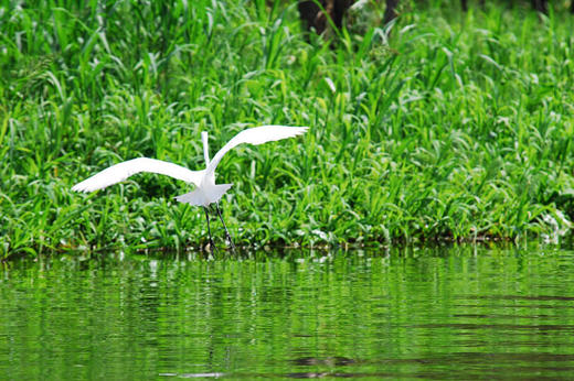 Great Egret - High Resolution.jpg