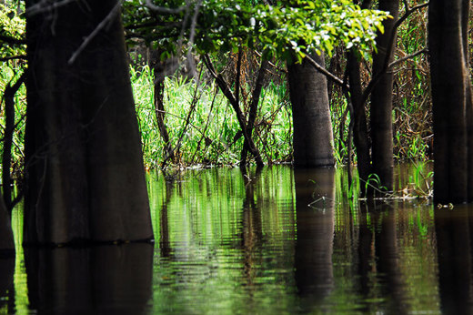 Flooded Forest 2 - High Resolution.jpg