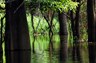 Flooded Forest 2 - High Resolution.jpg