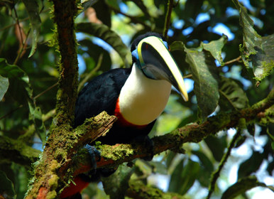 Image for: Yasuni