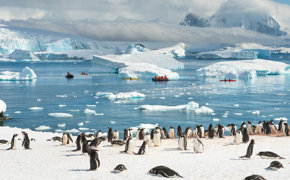 Penguins in Antarctica