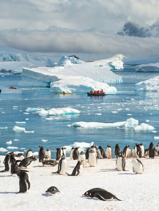 Penguins in Antarctica