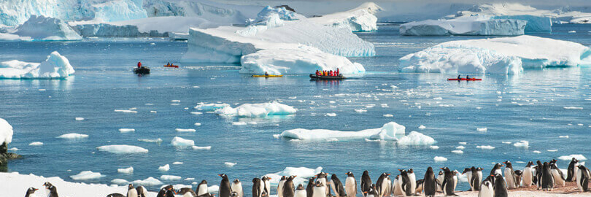 Penguins in Antarctica