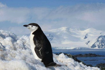 Découverte des pingouins de l’Antarctique