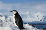 Découverte des pingouins de l’Antarctique
