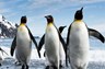 Pingouins Empereurs en Antarctique