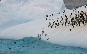 silversea-antarctica-cruise-colony-penguins-2.jpg