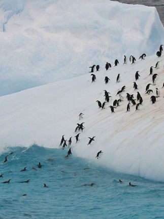 silversea-antarctica-cruise-colony-penguins-2.jpg