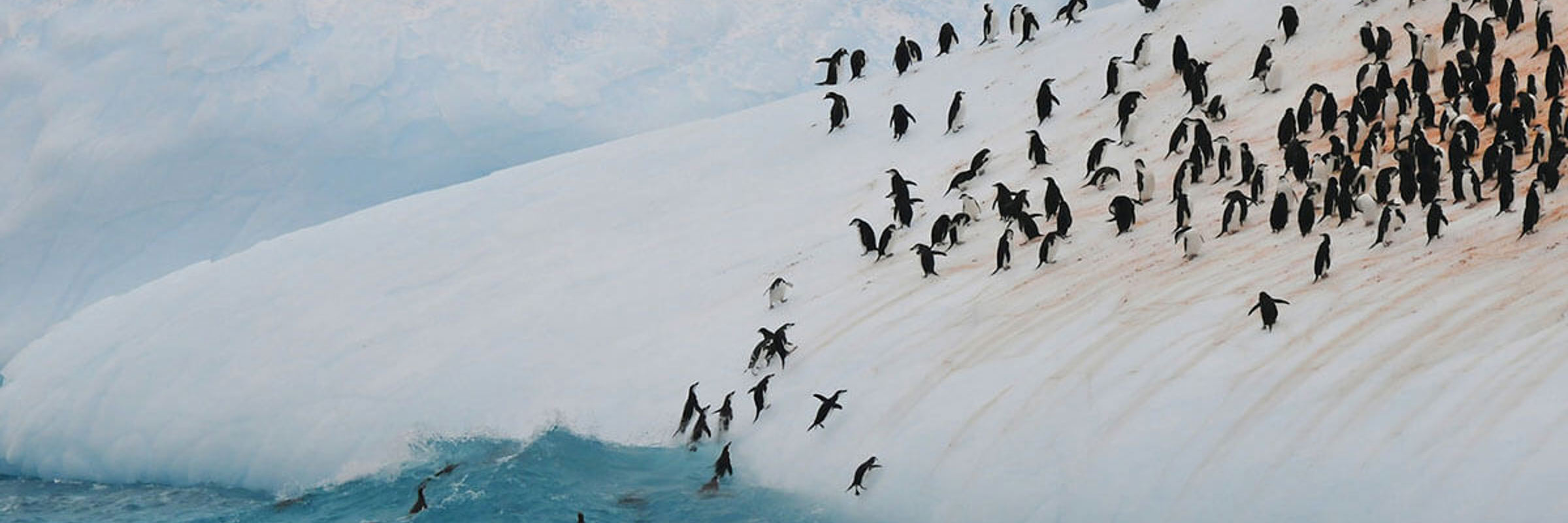 silversea-antarctica-cruise-colony-penguins-2.jpg