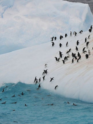 silversea-antarctica-cruise-colony-penguins-2.jpg