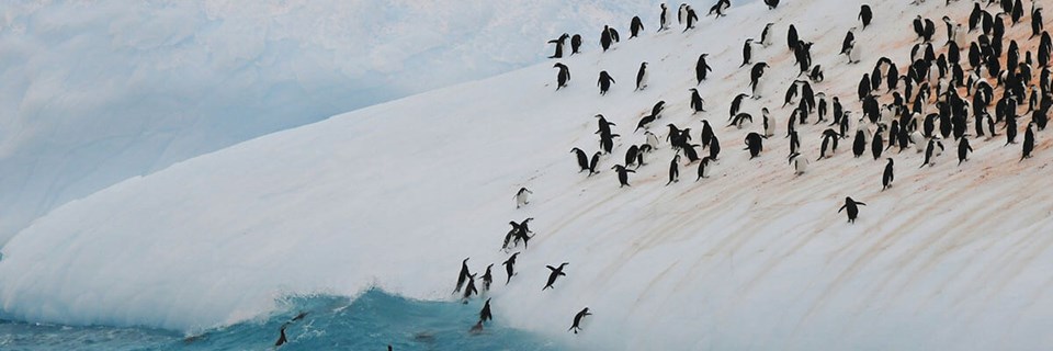 silversea-antarctica-cruise-colony-penguins-2.jpg
