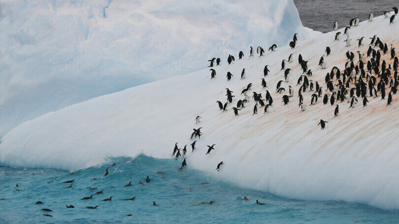 Silver Cloud Antarctica Cruise (2).jpg