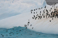 Silver Cloud Antarctica Cruise (2).jpg