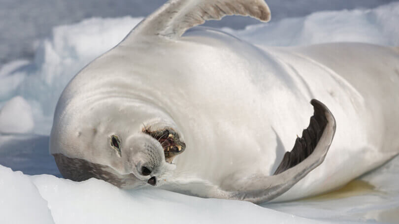 Sealion Antarctica