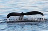Observation des baleines en Antarctique