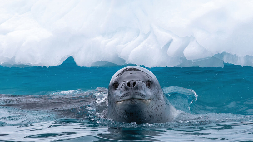 Silver Cloud Antarctica Cruise (19).jpg